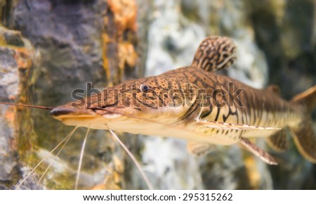 pseudoplatystoma, fasciatu, tiger shovelnose catfish in Thailand