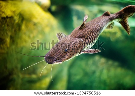Pseudoplatystoma tigrinum fish, the tiger sorubim long whiskered catfish. Beautiful exotic predator fish against blurred background.