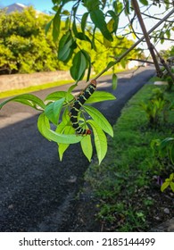 Pseudosphinx Tetrio  Rasta Caterpillar A Beautiful Caterpillar On A Leaf In Guadeloupe Carribean Island During Holidays 