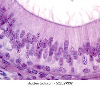 Stereocilia Images, Stock Photos & Vectors 