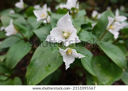 Pseudotrillium rivale, known by the common name brook wakerobin, is endemic to the Siskiyou Mountains of southern Oregon and northern California.