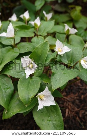 Pseudotrillium rivale is a relatively recent moniker for this species. Formerly named Trillium rivale.