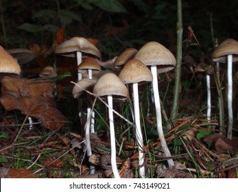 208 Ergot Fungi Images, Stock Photos & Vectors | Shutterstock