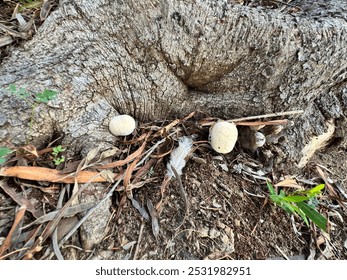 Psilocybe cubensis, commonly known as the magic mushroom, shroom, golden halo, cube, or gold cap, is a species of psilocybin mushroom.