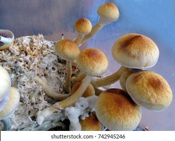 Psilocybe Cubensis, Magic Mushrooms