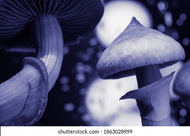 Psilocybin Mushroom. Close Up Magic Shroom. Psychedelic Drug.