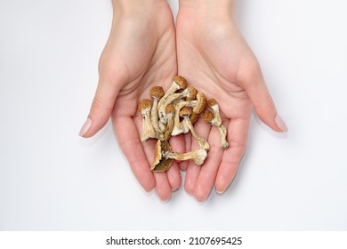 Psilocybin mushrooms in hands on white background.Isolated layout. Psychotropic therapy.