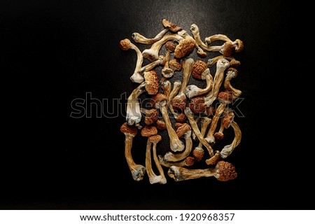 Psilocybin mushrooms on black background. Psychedelic,  magic mushroom Golden Teacher. Medical scientific usage. 
