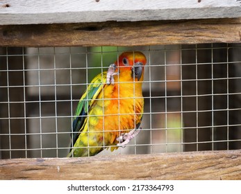 (Psittaciformes)Psittaciformes In Cage, Bird In Cage, Bird And Nature