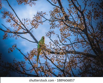 Psittacula krameri parrot is sitting on a Melia azedarach tree. Wildlife scene from tropical nature