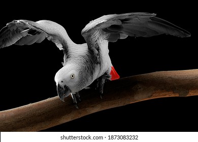 Psittacus erithacus African grey parrot Congo grey parrot