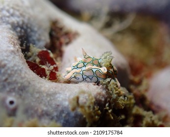 Psychedelic Bat Wing Nudibranch.Small Pink Sea Slug Could Be Found Around Turtle Rock Dive Site,Phi Phi Island,Krabi,Thailand