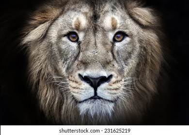 Psychedelic grunge style closeup portrait of an Asian lion, isolated on black background. King of beasts. Wild beauty of the biggest cat. The most dangerous and mighty predator of the world.