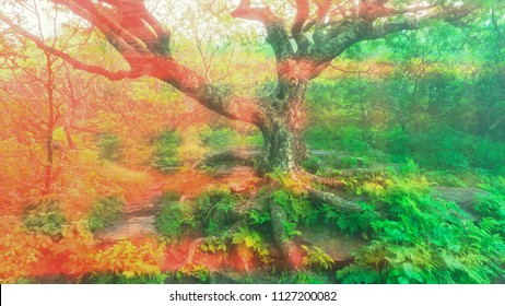  A psychedelic landscape view of gnarly Beech Tree.
