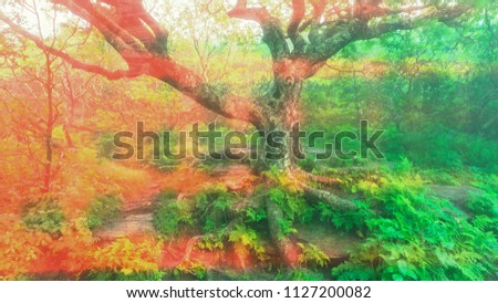  A psychedelic landscape view of gnarly Beech Tree.