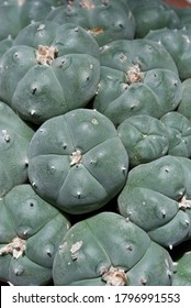 Psychedelic peyote (mescaline) cactus in Mexico
