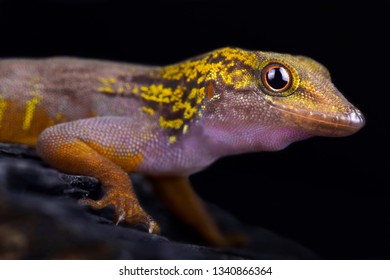 Psychedelic Rock Gecko (Cnemaspis Psychedelica)