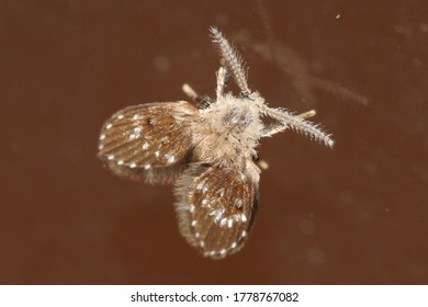 Psychodidae - Drain Fly Macro Close Up