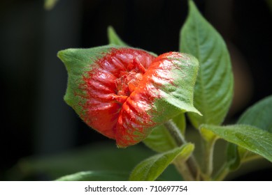 Psychotria Elata, Hot Lips