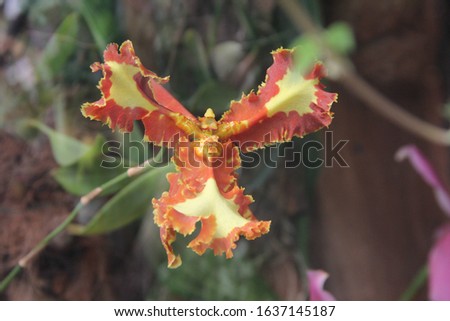 psyhopsis, orchid blooms Mariposa peloric , macroflowers Psyhopsis Mariposa