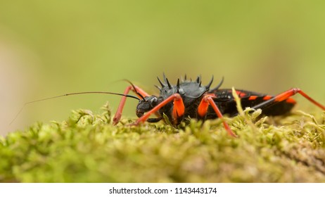 Assassin bug