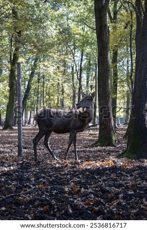 Similar – A little deer stands in the forest