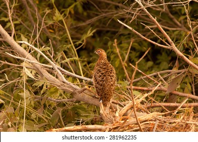 Ptarmigan, Denali National Park