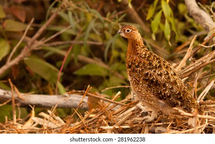 Ptarmigan, Denali National Park