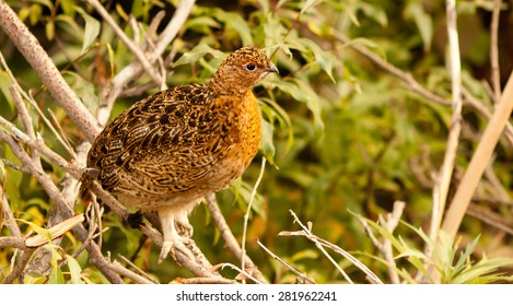 Ptarmigan, Denali National Park