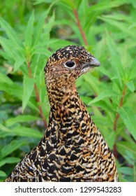 Ptarmigan, Denali National Park, Alaska