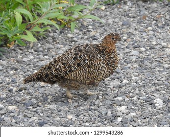 Ptarmigan, Denali National Park, Alaska