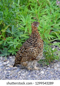 Ptarmigan, Denali National Park, Alaska