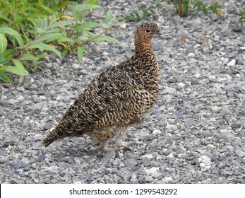 Ptarmigan, Denali National Park, Alaska