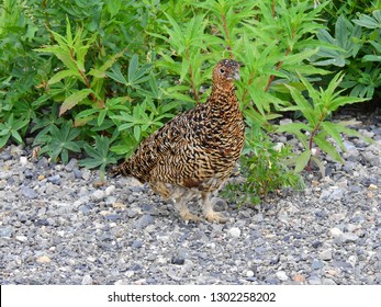 Ptarmigan, Denali National Park, Alaska