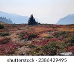 Ptarmigan Ridge hike in Washington