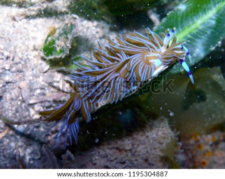 Pteraeolidia ianthina, a nudi branchia,nudibranch, sea slug.