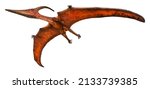 Pteranodon is flying. Pteranodon is a genus of Pterosaur and lived during the late Cretaceous period. Pteranodon isolated on white background with a clipping path.