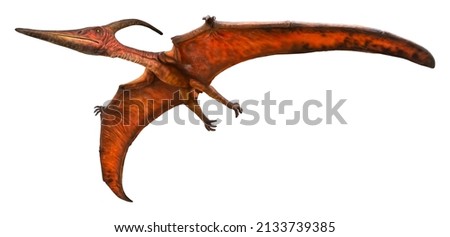 Pteranodon is flying. Pteranodon is a genus of Pterosaur and lived during the late Cretaceous period. Pteranodon isolated on white background with a clipping path.