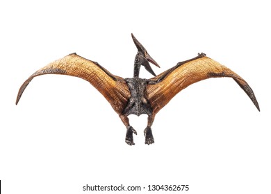Pteranodon (Pterodactyl) Dinosaur on white background.