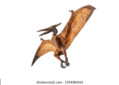 Pteranodon (Pterodactyl) Dinosaur on white background   .