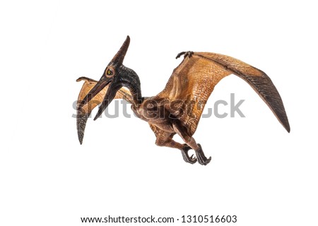 Pteranodon (Pterodactyl) Dinosaur on white background   .