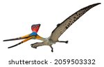 Pteranodon Sternbergi is an extinct genus of pteranodontid pterodactyloid pterosaur from the Late Cretaceous geological period, Pteranodon Sternbergi isolated on white background with clipping path 