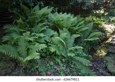 Pteridium Aquilinum (fern)