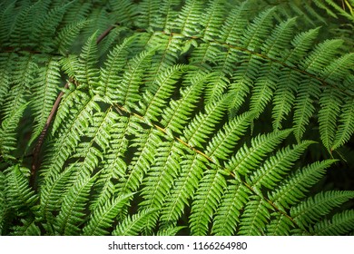 Pteridium Aquilinum Fern - Close Up