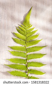 Pteridium Aquilinum Fern - Top View