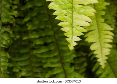 Pteridophyta 