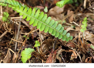 Pteridophyta Fern On Land Stock Photo 1569225604 | Shutterstock