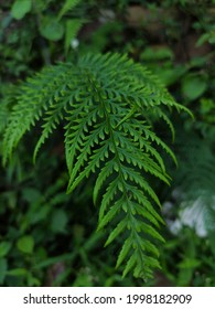 Pteridophyta Growing On The Roadside