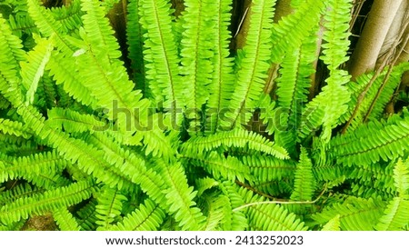 Pteridophyta or Tassle Ferns Textured or Green Bush,Background Pattern.