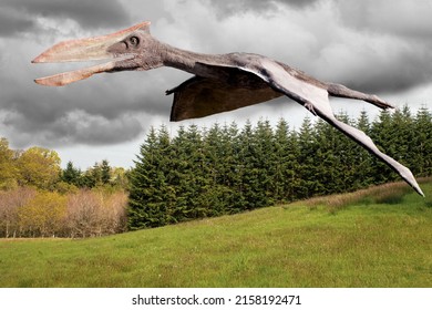 Pterodactyl is the common term for the winged reptiles dinosaurs,  properly called pterosaurs, which belong to the taxonomic order Pterosauria. Individual genera, such as Pterodactyl and Pteranodon. 